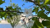 Why some Chicago fruit trees are blooming while cherry blossoms failed