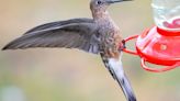 El misterio de los colibríes gigantes de Sudamérica encontró su explicación