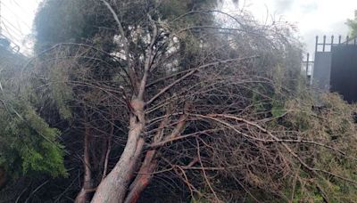 Fuertes vientos provocan caída de árbol en El Carmen de Guadalupe | Teletica