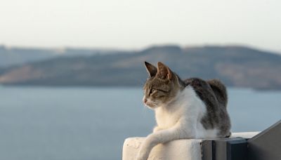 Photographer's Enchanting Journey Through Greece’s Cat Paradise Is a Sight to Behold