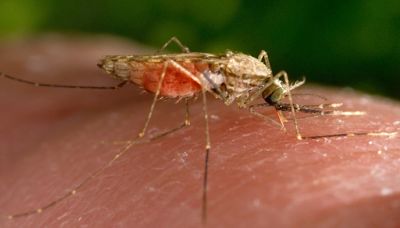 Florida battles rising dengue fever infections