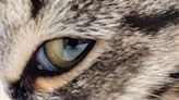 How Many Eyelids Do Cats Have? Here's What a Cat Eye Doctor Says