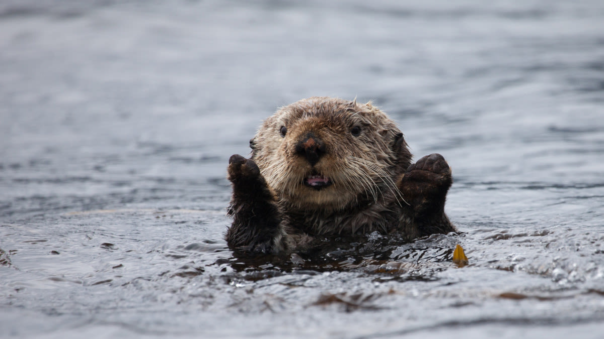 Oregon Aquarium Sea Otter Celebrates Birthday with the Most Fitting 'Cake'