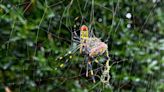 They're big. They're colorful. But Joro spiders aren't nightmare fodder