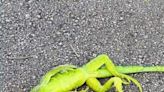 Do iguanas freeze and come back to life? When it's cold enough in Florida, yes