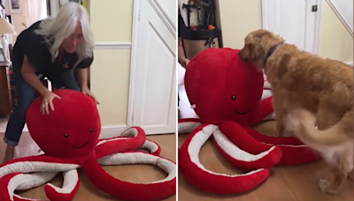 Guide dog who is "obsessed" with soft toys gets enormous birthday surprise