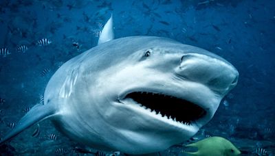 Sharks Sometimes Have Belly Buttons and 5 More Facts to Celebrate Shark Awareness Day