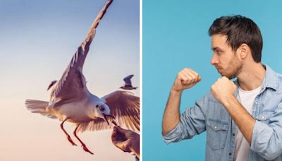 Are you allowed to punch a seagull if it tries to steal your food?