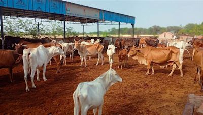 Neglect, lack of support lead to cattle deaths in gaushala of Sirsa village