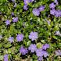 Vinca Periwinkle Ground Cover