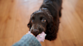 English Cocker Spaniel's Wild Ball Pit Playtime Is a Burst of High-Energy Cuteness