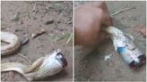 Cobra battles for life after swallowing cough syrup bottle, rescued. Videos