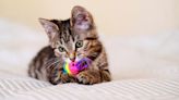 Five homemade kitten teething toys to soothe sore gums