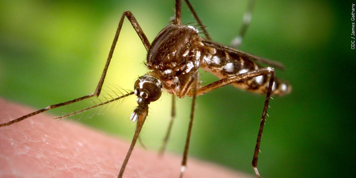 Mosquito-spread Dengue virus reported in Alabama, Florida