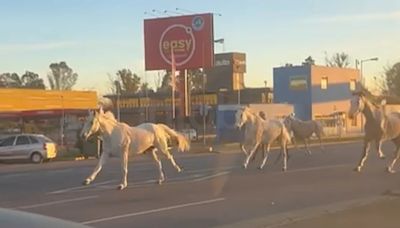 Recapturaron a todos los caballos que galoparon por la Panamericana y sorprendieron a los automovilistas