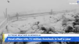 Over 7 Million Animals Killed by Extreme Weather in Mongolia - TaiwanPlus News