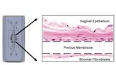 La 'vagina en un chip' que diseñaron los científicos