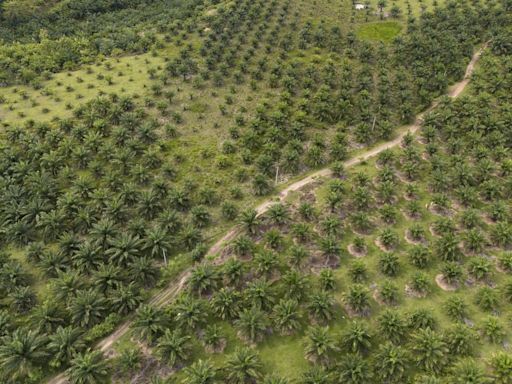 A study finds Indonesia's deforested land is often left idle. But some see potential in that