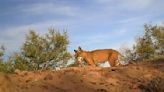 Bobcat caught on trail-cam ‘spicing up’ menu with rattlesnake