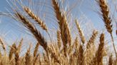Las lluvias y el descenso de temperatura ayudan al desarrollo del trigo en Paraguay