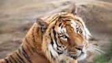 Caretaker in France Shows Heartwarming Encounter With Rescue Tiger