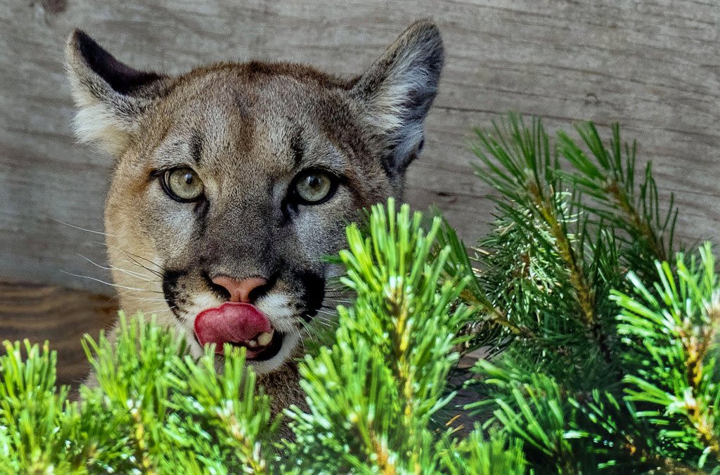 Animal Services officers tracking mountain lion after sighting in Mission Viejo