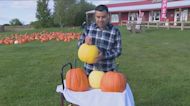Albert Ramon checks out some pumpkins at Abbey Farms