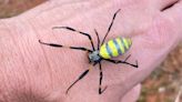 'Floating' Joro spiders are moving north: Will they spread to MN?