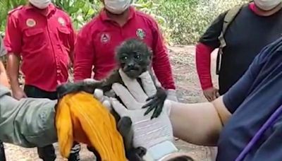 墨西哥受乾旱、熱浪影響 月初至今已逾80隻吼猴脫水亡