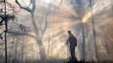 A US pine species thrives when burnt. Southerners are rekindling a 'fire culture' to boost its range