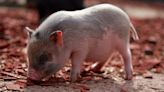 Chinese scientists become first ever to successfully grow part-human kidneys in pigs