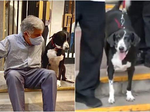 Ratan Tata's Dog 'Goa' Bids Final Goodbye To Him Before Cremation: WATCH