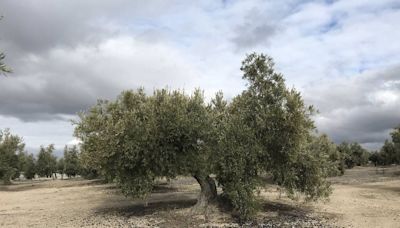 La UJA señala la "oportunidad perdida" al retirar la candidatura del olivar y mantiene su apoyo