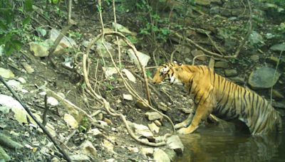 Royal Bengal Tiger awaits a red carpet welcome in Seshachalam