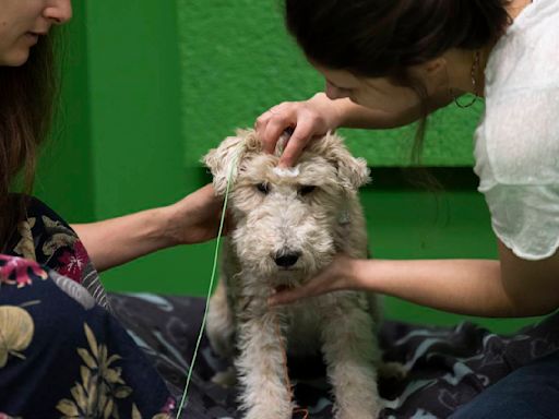 Does your dog understand when you say 'fetch the ball'? A new study in Hungary says yes