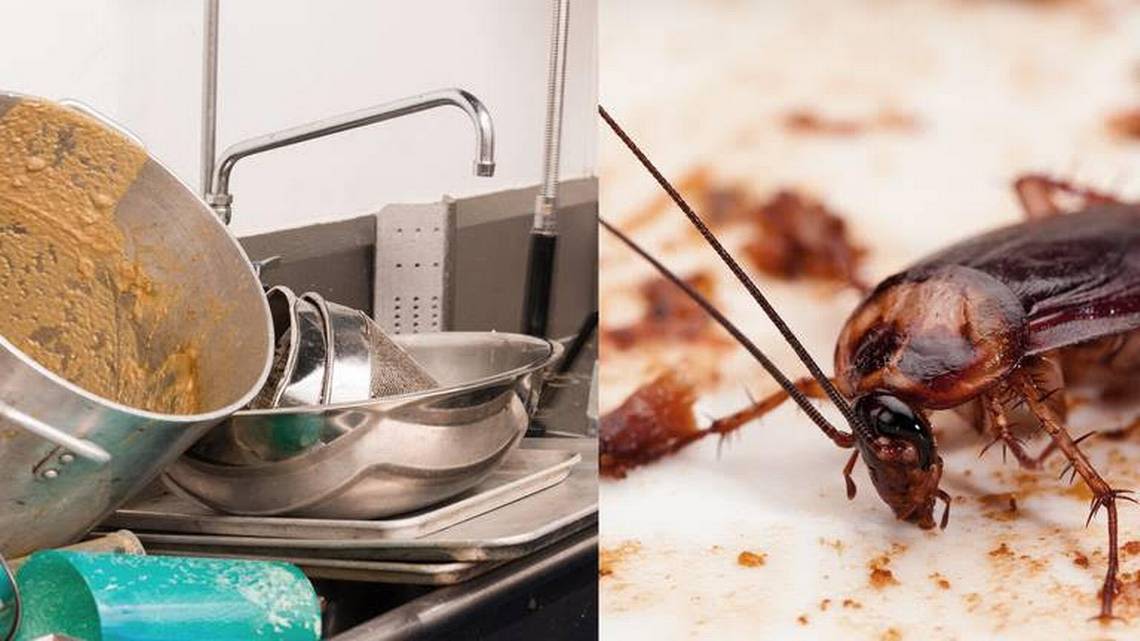 Dead rodents. A 45-violation inspection. See Miami to Palm Beach restaurant problems