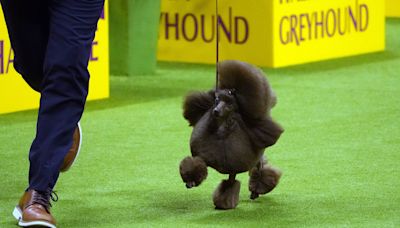 Russia makes key gains around Kharkiv and Sage the miniature poodle wins best in show: Morning Rundown