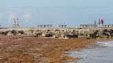 Sargassum, seaweed that sometimes resembles a big brown blob, seen in Fort Pierce, Florida