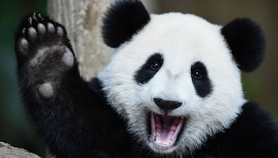 Shanghai Zoo Celebrates Giant Panda’s Birthday With a Giant Cake