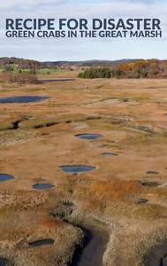 Recipe For Disaster: Green Crabs in the Great Marsh