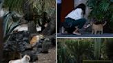 Fur-ever home: New declaration gives 19 feral cats free reign in Mexico’s presidential palace