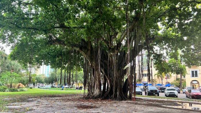 4 teens injured in Florida lightning strike while standing under tree