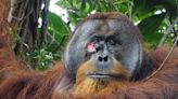 Orangutan is first non-human seen treating wounds with medicinal plant