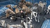 Un acto de solidaridad único: 16 cachorros abandonados encuentran hogar temporal en tiempo récord