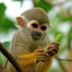 squirrel monkey