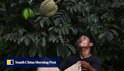 China sees durian price drop as Vietnam takes bigger piece of import pie