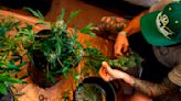 Estado de Maryland anulará 175.000 condenas por uso de marihuana