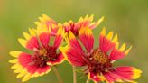 These Texas wildflowers 'transcend time' at Lady Bird Johnson Center