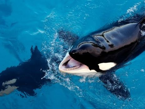 N.S. sanctuary could be a new home for whales in captivity. But some aren't convinced | CBC Radio