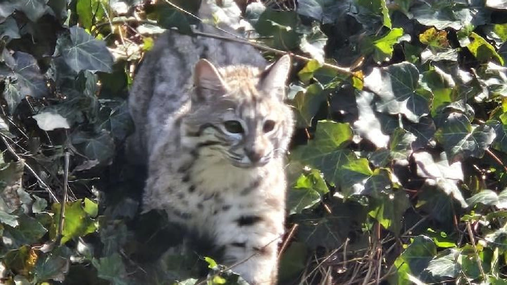 Baby bobcat Grace back home at Washington Park Zoo